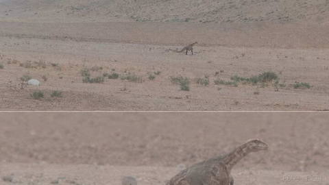 Sighting of a dinosaur in desert areas of Razavi Khorasan was denied