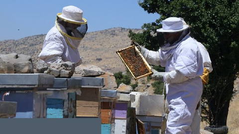 🐝 Lebanese beekeepers buy satellite images to check hives cut off by