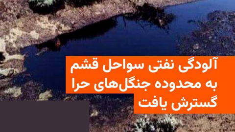 🔸آلودگی نفتی مشاهده‌شده در سواحل جنوبی جزیره قشم به محدوده جنگل‌های حرای روستای «نقاشه» گسترش یافته است.