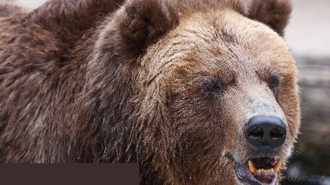 A bear attacked a tourist camp in the village of Artybash in the Altai