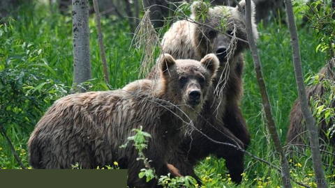 The death toll from bear attacks in Russia in recent months has risen to 21, according to TASS estimates.