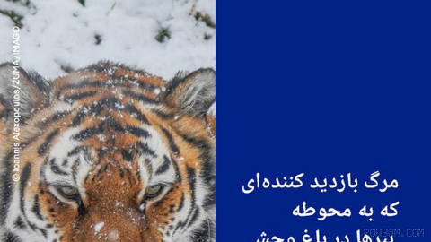 📸 مرگ بازدید کننده‌ای که به محوطه ببرها در باغ‌ وحش پرید