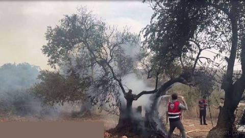 Palestinians extinguish fires set by Israeli settlers in an olive grove