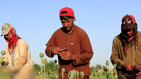 🔸سازمان ملل متحد اعلام کرد سطح زیر کشت خشخاش در افغانستان در سال ۲۰۲۶،