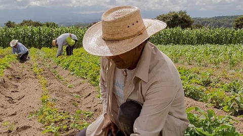 Rising energy and fertiliser prices are likely to continue contributing