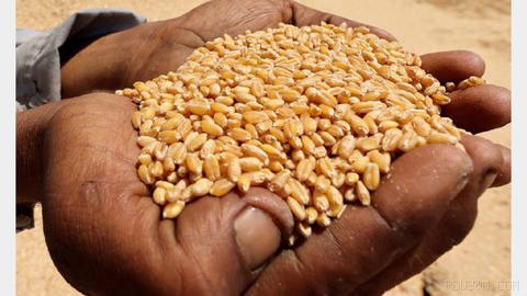 The United Nations Food and Agriculture Organization (FAO) announced that due to war in the Persian Gulf, the global price of food has reached its highest level in three years
