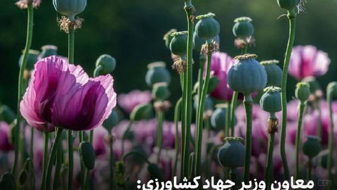 Mohammadmehdi Boromandi, deputy of the Minister of Agriculture Jihad for horticulture, said the pilot cultivation of poppy