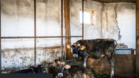 Çağın işareti: Ukrayna’nın küçük süt çiftlikleri kayboluyor