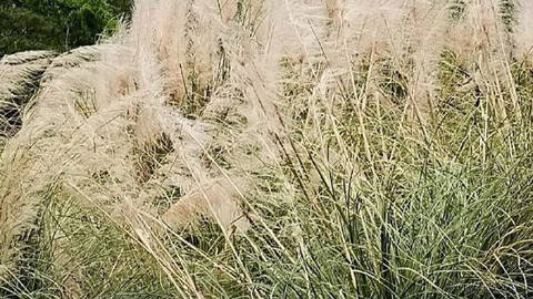 Süs amaçlı olarak on yıllardır kullanılan gösterişli tüyleriyle tanınan pampas, yayılıyor