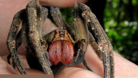 Brazilian scientists discovered a spider 🕷 called the “Brazilian wandering spider”; that, despite having deadly and dangerous venom, if it bites a man, it causes a prolonged erection.