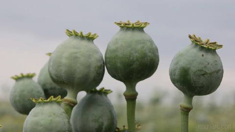 Mohammad Tarahmi, the legal and parliamentary affairs director-general of the Drug Control Headquarters, announced the issuance of a controlled cultivation regulation