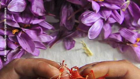 🔶 Germany’s Effort to Enter the Saffron Farming Market in the Wake of Climate Change