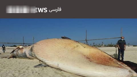 Local officials in Hormozgan province begin investigations into cause of death of whale whose carcass was seen on Charak coasts