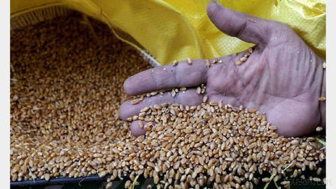 Bloomberg, Ukrayna müzakereleri sonrası risk primi düşüşüyle buğday fiyatının son 11 haftanın en düşük seviyesine gerilediğini yazdı.