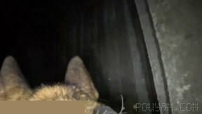 🎥 Special video from the body-worn cameras of military dogs: Israeli Defense Forces identified and destroyed an underground route containing dozens of rockets belonging to terrorist organizations active in Gaza…