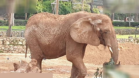 מזל טוב יוסי🐘🥳: הפיל המפורסם של גן החיות הישראלי חוגג את יום הולדתו ה-52.