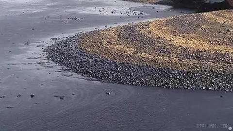 Environmental officials in Qeshm report the expansion of oil pollution from the island’s southern coasts to the mangrove forests of the village of “Naqqasheh.”