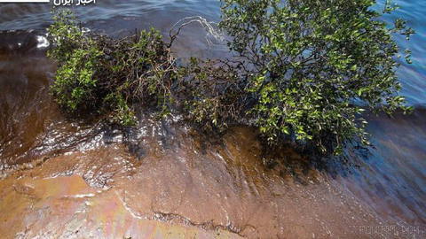 Oil stains enter Qeshm’s Mangrove Forests, exposing this sensitive ecosystem to the risk of long-term pollution