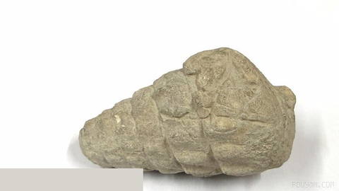 🐚 Fossil belonging to gastropod that lived along the shores of ancient