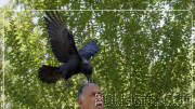 Vengeful crow; it won’t leave this old man alone for 3 years! 😍