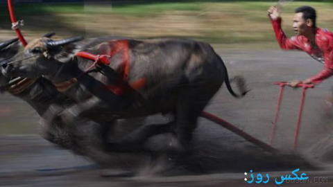 📸 Photo of the Day: A Runner with Water Buffalo