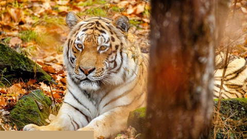 Around 18% of Amur tigers die from natural causes, including injuries