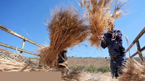 🌾 Global wheat prices surge to $7.