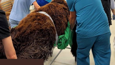Kuzya the bear who was recently brought to Moscow from Siberia’s