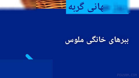📸 روز جهانی گربه؛ ببرهای خانگی ملوس