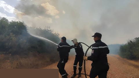 🔥 Algeria extinguishes 118 of 123 wildfires as firefighting operations