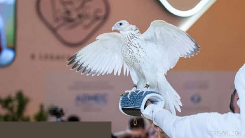A rare white falcon has been sold at auction in the United Arab Emirates