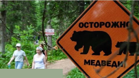 The number of bear attacks on people in Russia in 2026 is not abnormal: