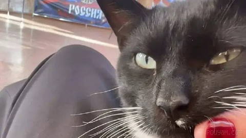 📸 An observer cat turned up at a polling station in the Russian Far