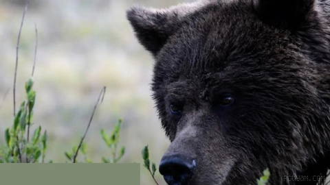 TASS tahminlerine göre Rusya’da son aylarda ayı saldırıları nedeniyle 17’ye kadar kişi hayatını kaybetti.