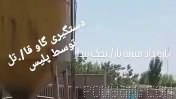 ویدیو وایرال شده از گاوی ک صاحب خودشو کشته و پلیسی ک رفته بوده اوضاع رو درس کنه